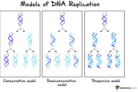 conservative semiconservative and dispersive replication